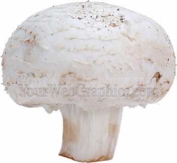 photo - mushroom-jpg